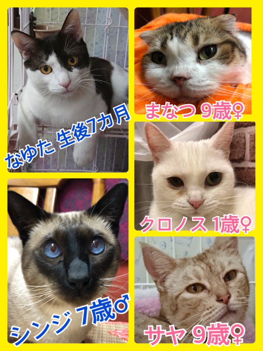 今月は猫ちゃんの卒業強化月間🐾今日の里親様募集中ニャンコ🐱メンバーです🐾2018,11,22